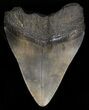 Bargain Megalodon Tooth - North Carolina #38710-2